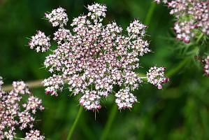 2025-08039861 Tower Hill Botanic Garden, MA
